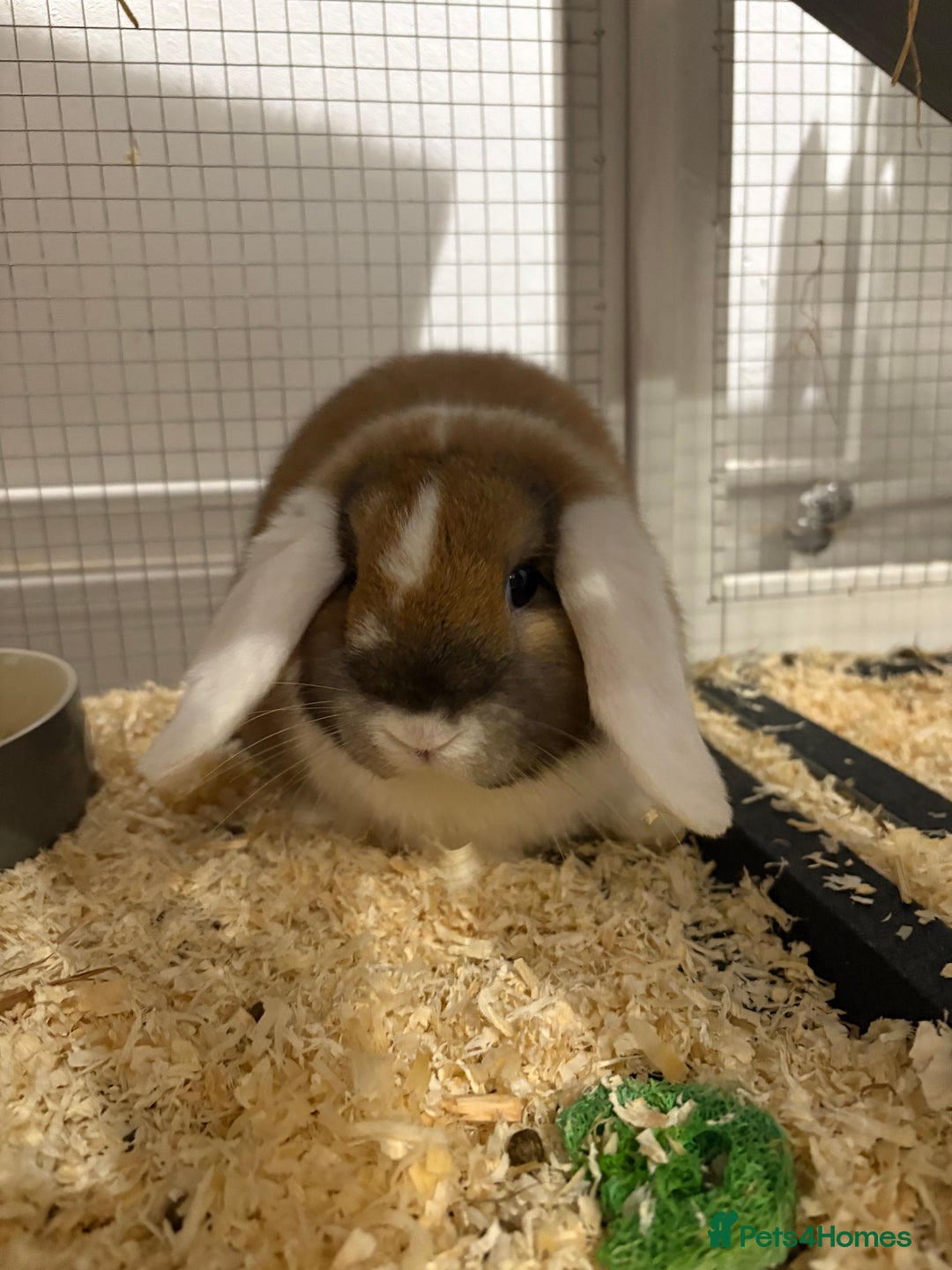Mini Lop rabbits for sale: X2 Mini Lop Male Rabbits  - Advert 4