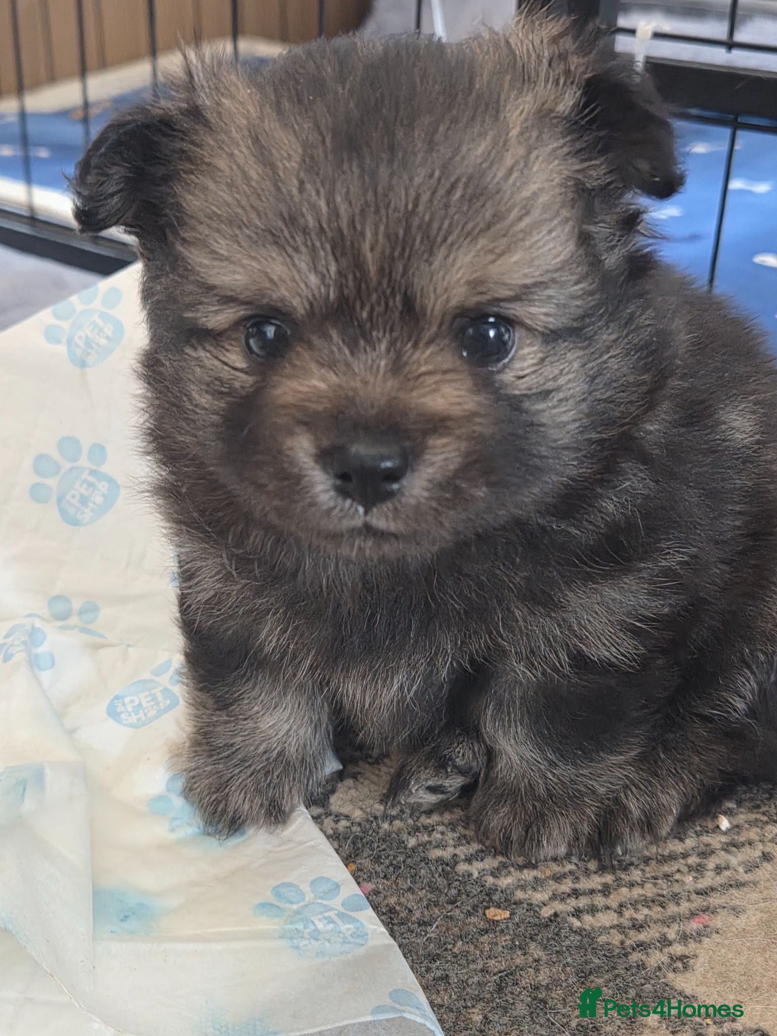 Pomchi dogs pomchi puppies for sale - Advert 1