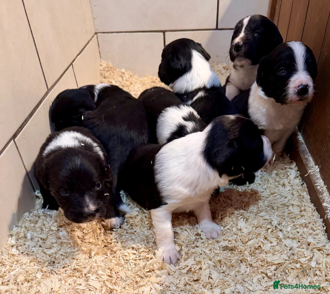 Sprollie dogs for sale: Sprollie puppies from experienced breeder - Advert 2