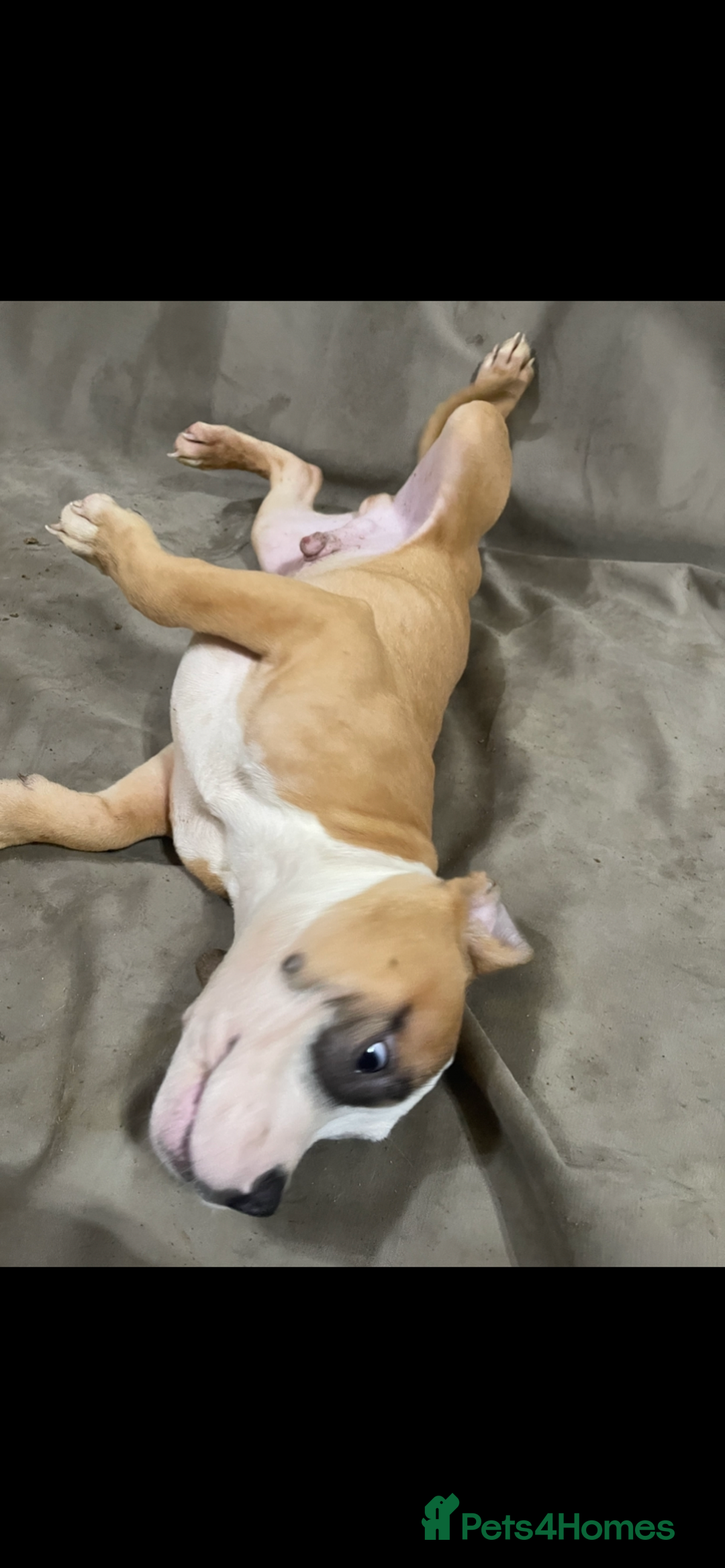 American Bully dogs for sale: American pocket bully puppies ready to go - Advert 4