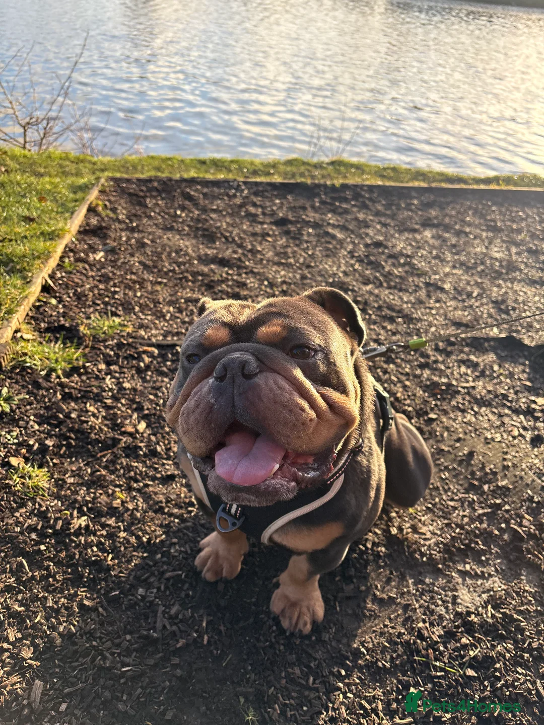 English Bulldog dogs for sale: English bulldog for rehoming  in Leigh - Advert 1