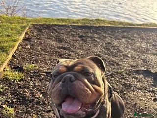 English Bulldog dogs English bulldog for rehoming - Advert 1