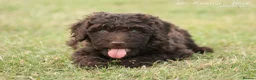 Spanish Water Dog dogs for sale: Spanish water dog  - Advert 21