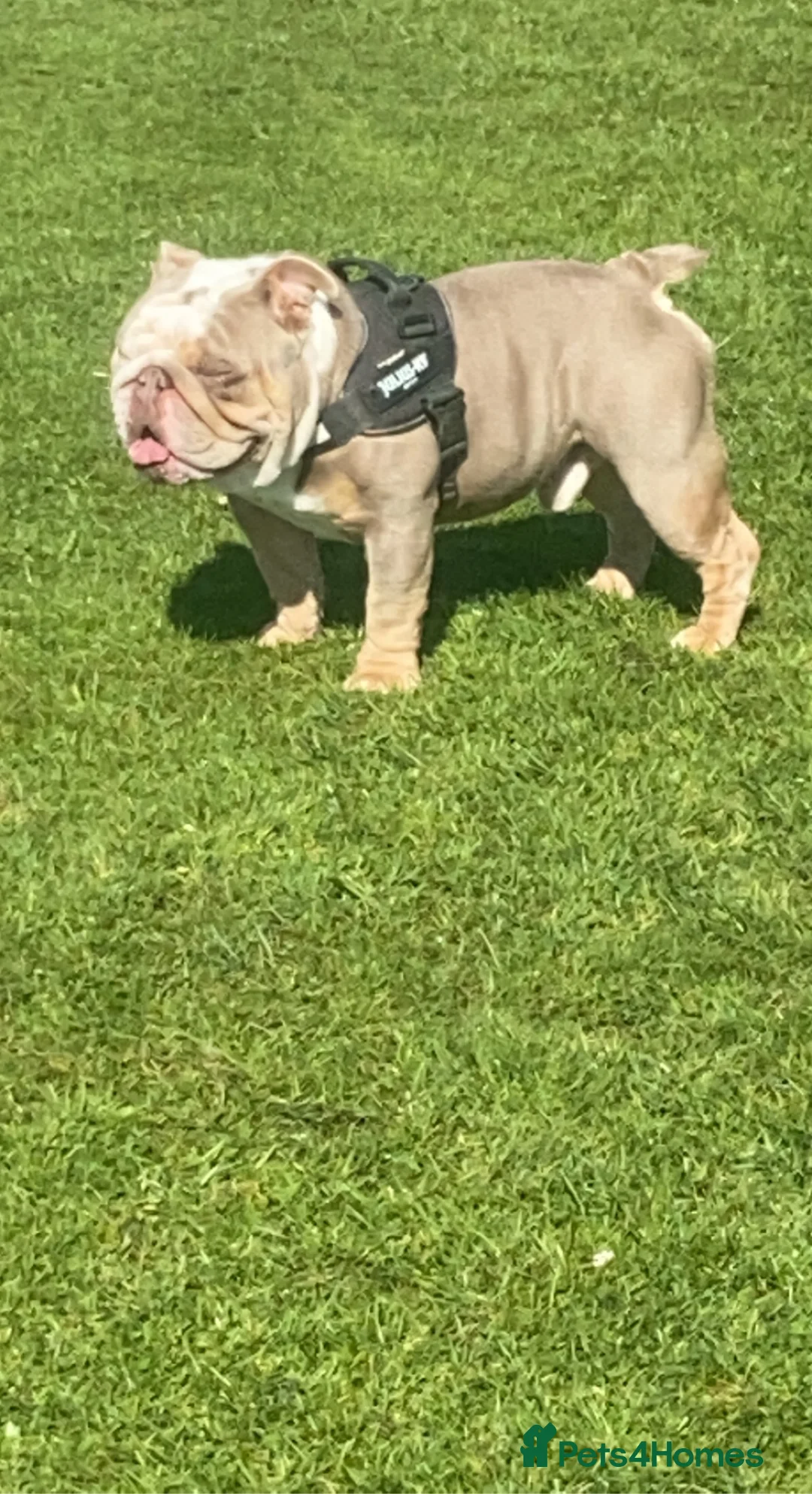 English Bulldog dogs for stud: English bulldog lilac and tan STUD ONLY‼️‼️NFS‼️‼️ in Rotherham - Advert 5