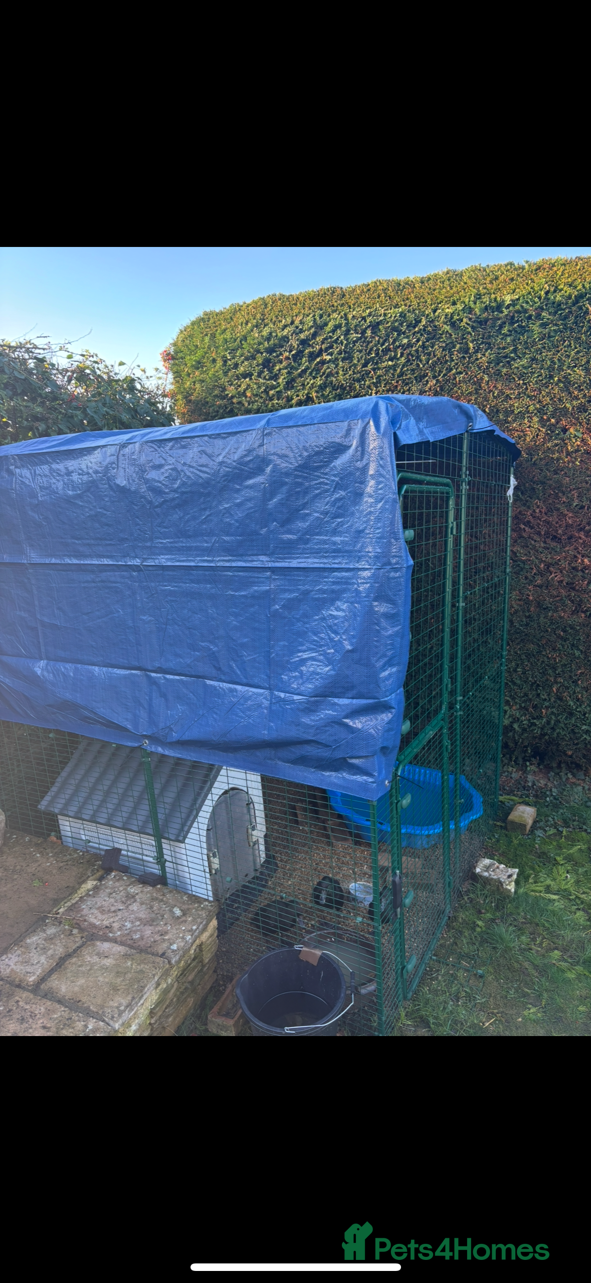 Ducks poultry Omlet 8x8x8 run & 4 ducks - Advert 1