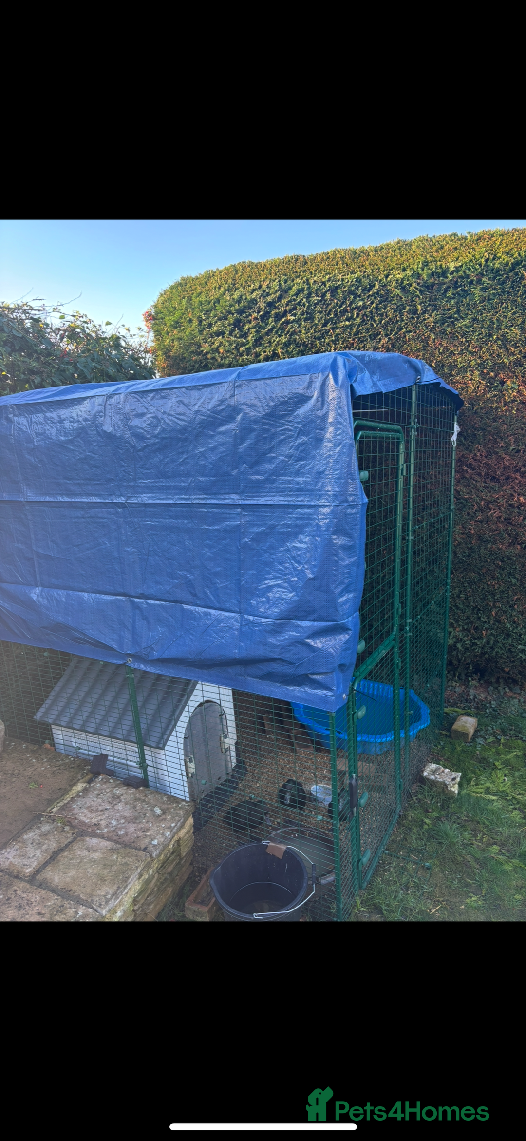 Ducks poultry for sale: Omlet 8x8x8 run & 4 ducks - Advert 1