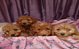 Cavapoo dogs for sale: Cavapoo puppy's  - Image 1