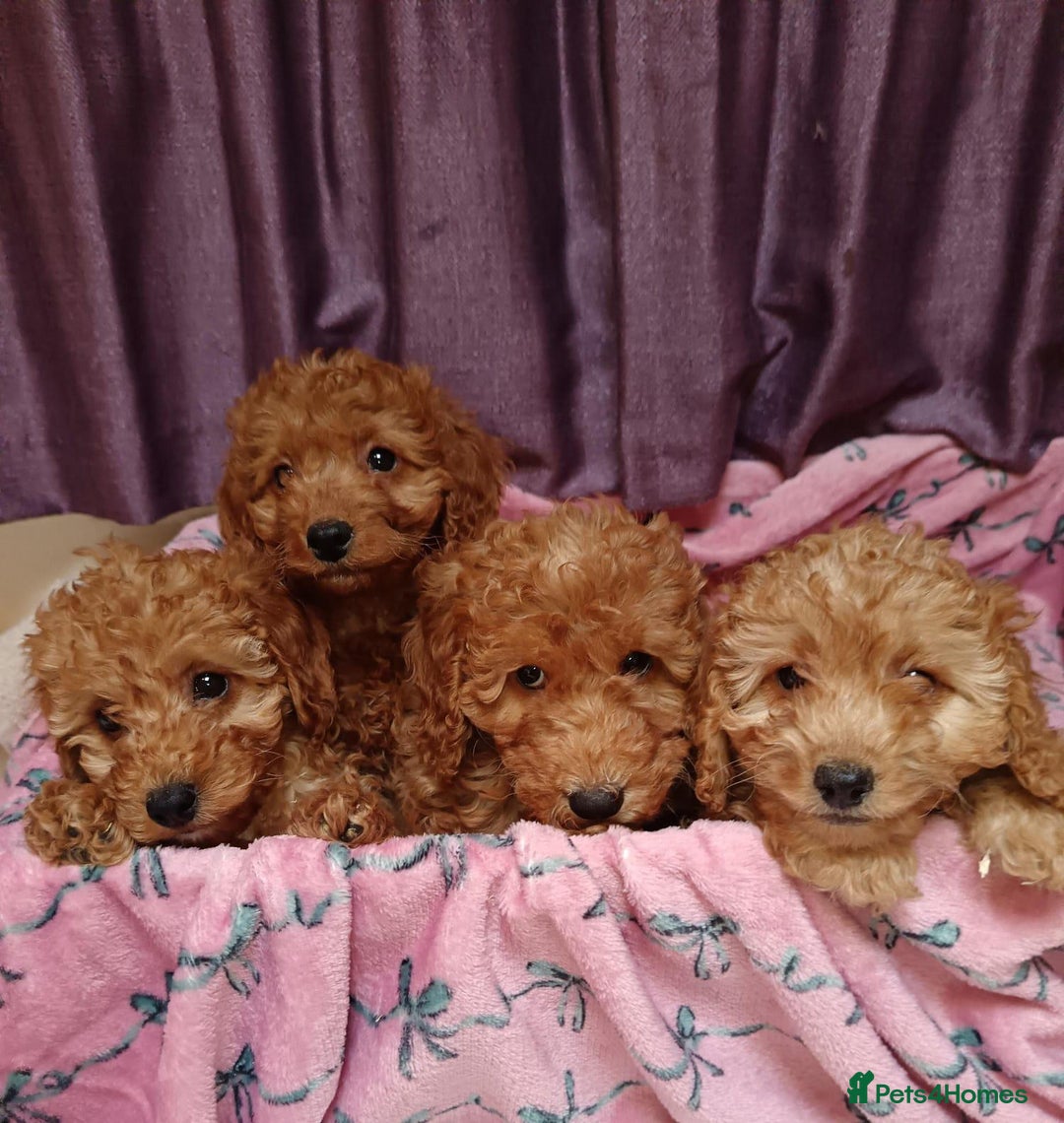 Cavapoo dogs for sale: Cavapoo puppy's  - Image 1