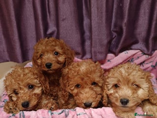 Cavapoo dogs - Advert 2