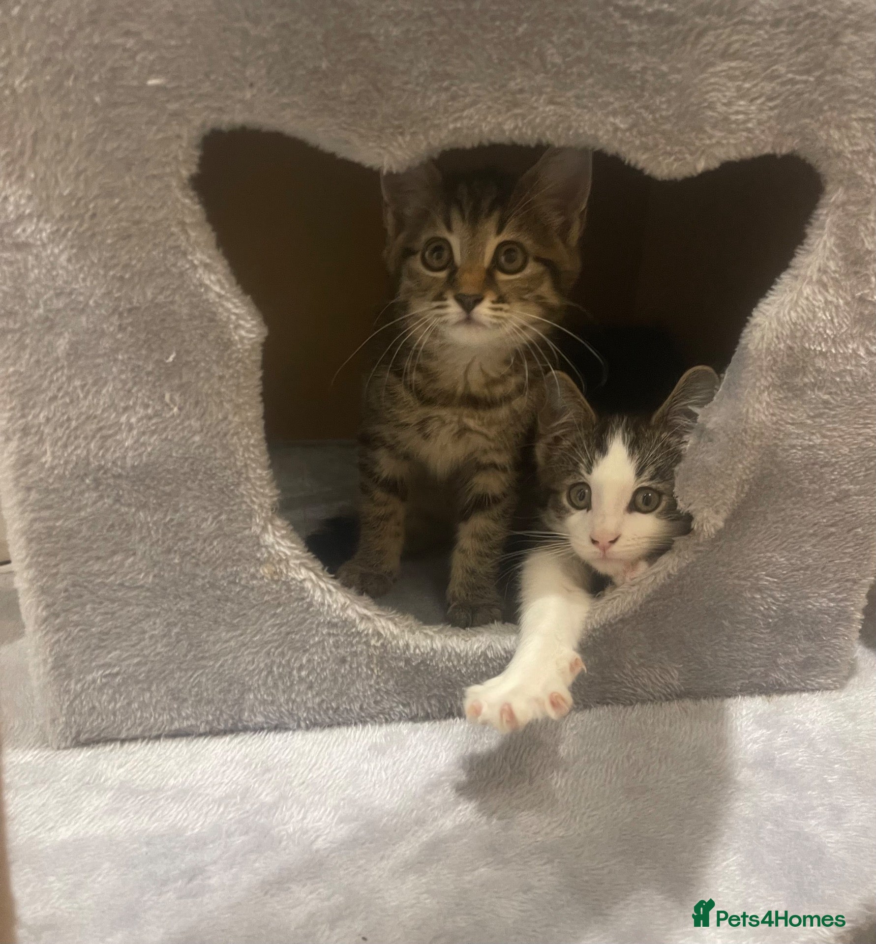 Mixed Breed cats Lovely tabby kittens. 3 available ready now  - Advert 2