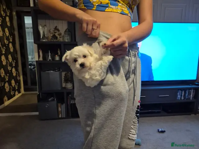 Maltese dogs for sale: Miniature Maltese READY TO GO - Advert 1