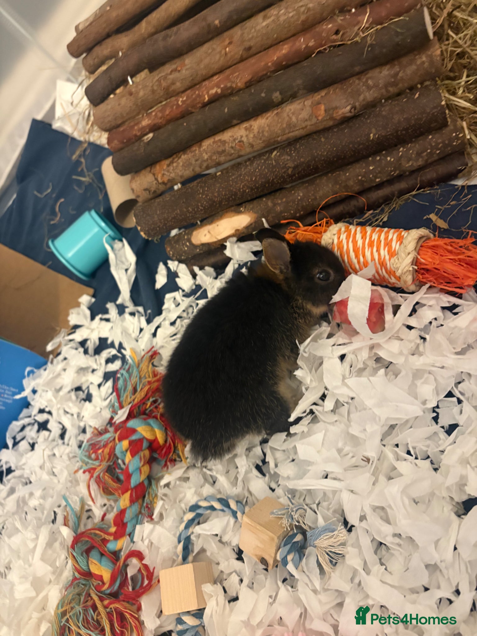 Netherland Dwarf rabbits Chase 🐇 - Advert 1