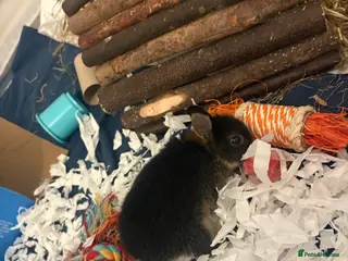 Netherland Dwarf rabbits Chase 🐇 - Advert 8