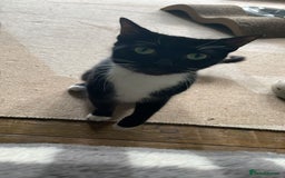 Mixed Breed cats for sale: 5 Male Mixed Cats - Image 6