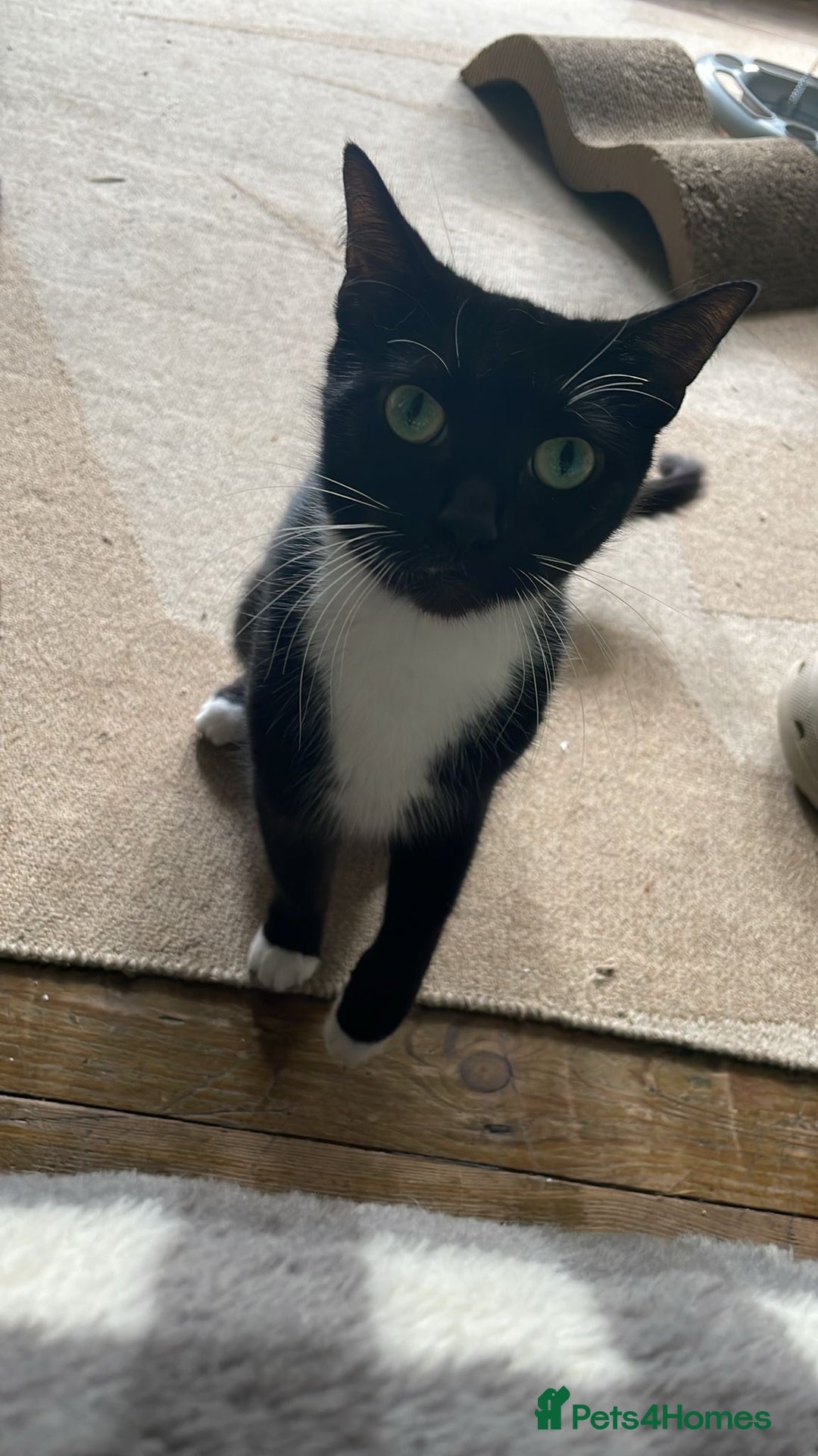 Mixed Breed cats for sale: 5 Male Mixed Cats - Image 6