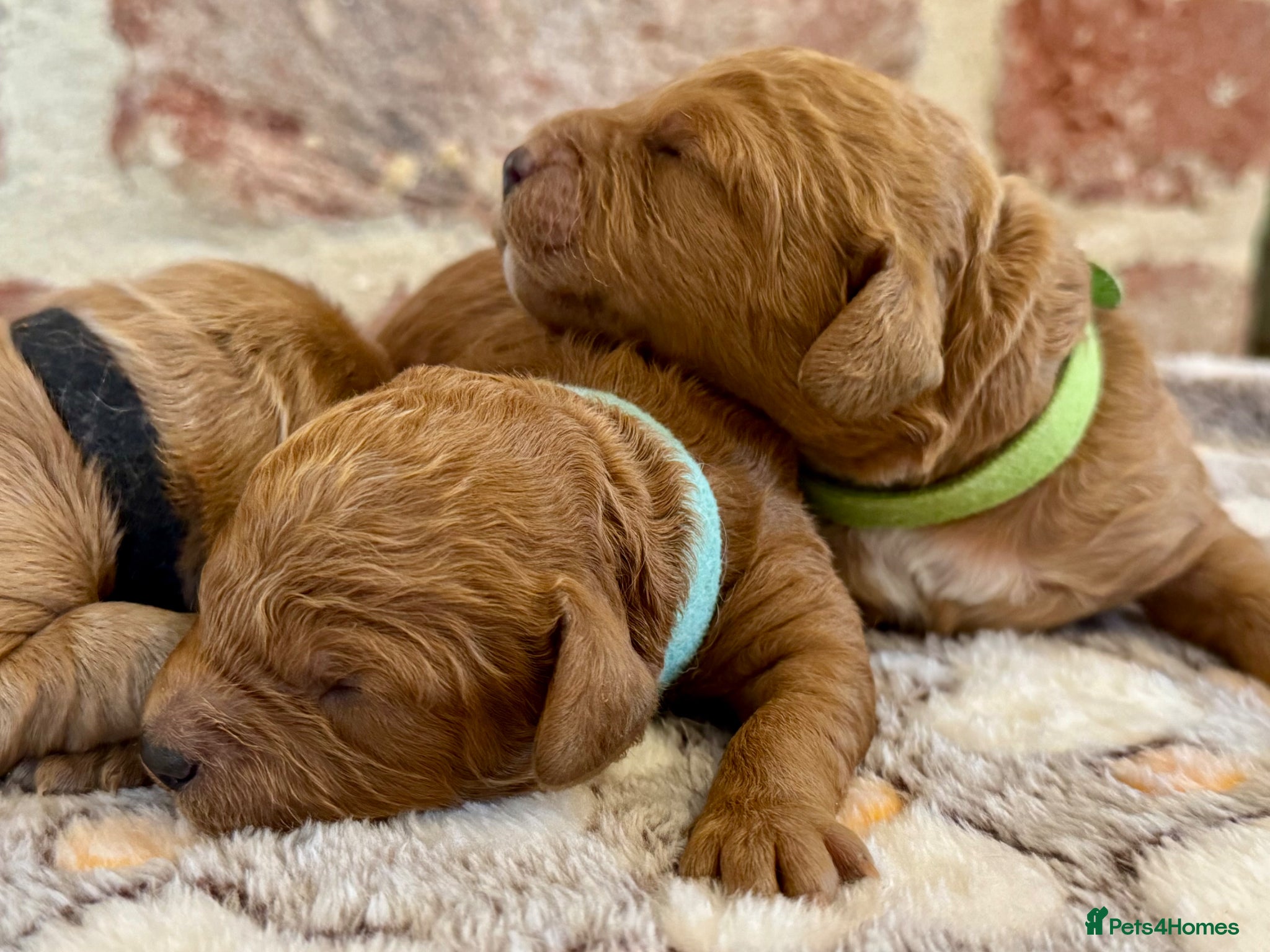 Cavapoo dogs 🐾 F1b male cavapoos 🐾 - Advert 1