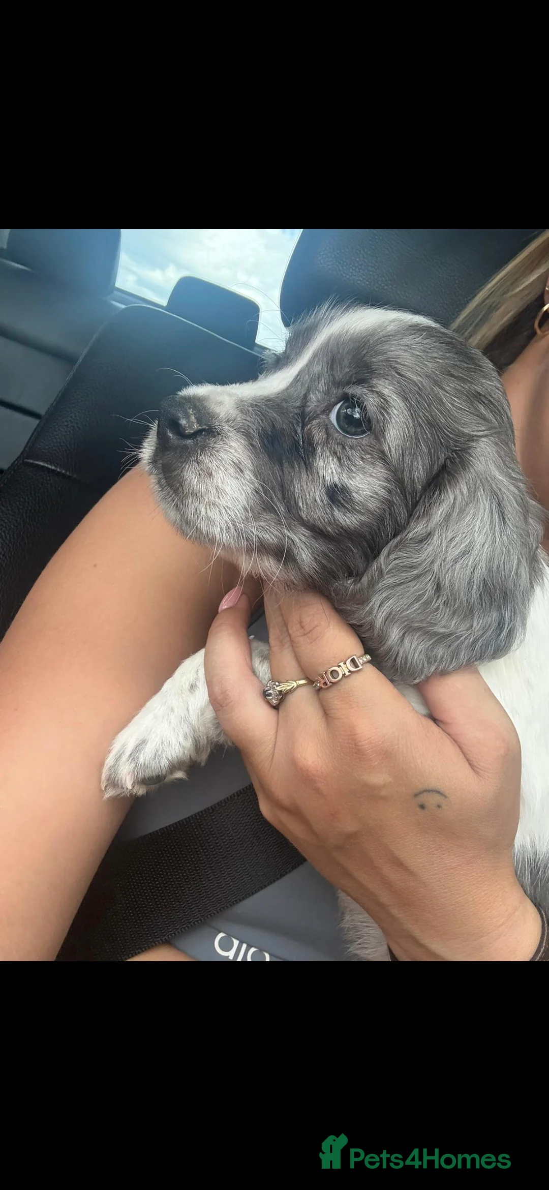 Cocker Spaniel dogs for stud: Merle Cocker stud in Shildon - Advert 22