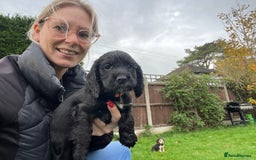 Cocker Spaniel dogs for sale:  4 Beautiful Cocker Spaniel Girls 🐶 - Image 12