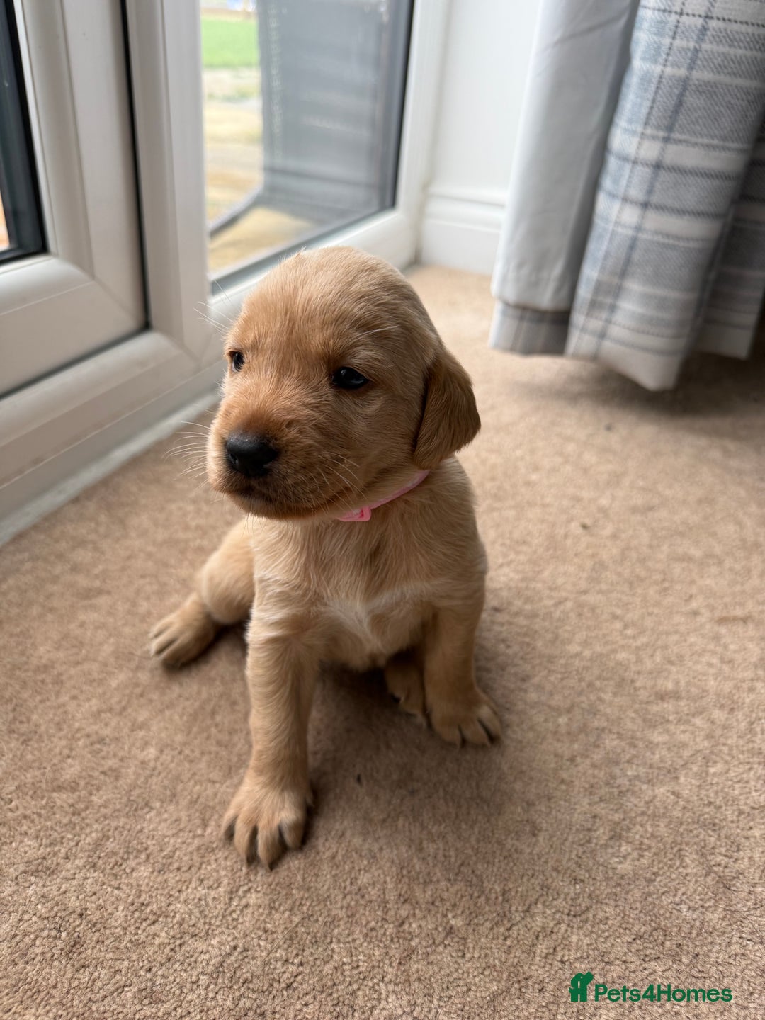 Labrador Retriever dogs for sale: KC registered Labrador Retriever puppies available - Advert 3