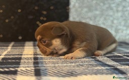 French Bulldog dogs for sale: Beautiful litter of 4 - Image 8