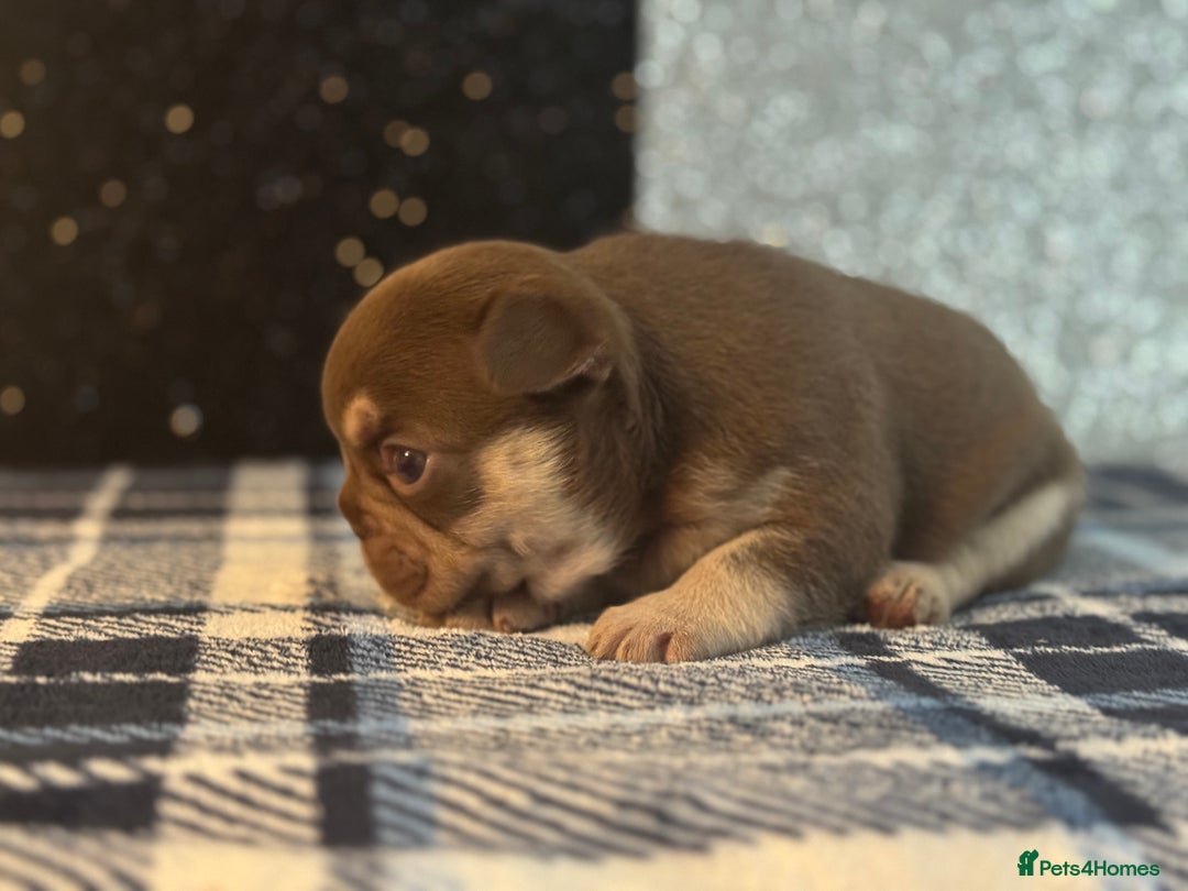 French Bulldog dogs for sale: Beautiful litter of 4 - Image 8