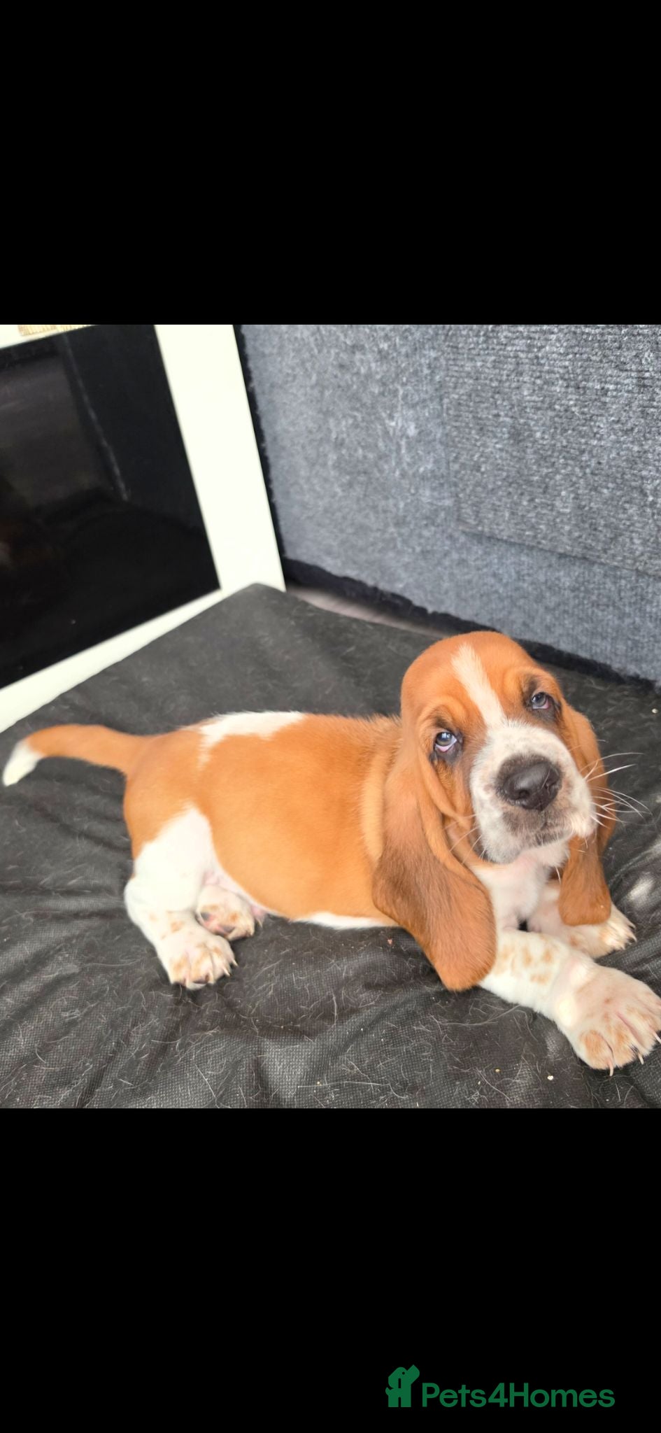 Basset Hound dogs Basset hound pups kc reg.European lines - Advert 1