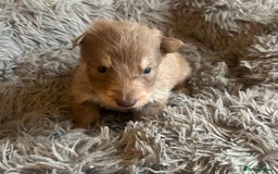 German Shepherd dogs for sale: Isabella German shepherd puppies - Image 3