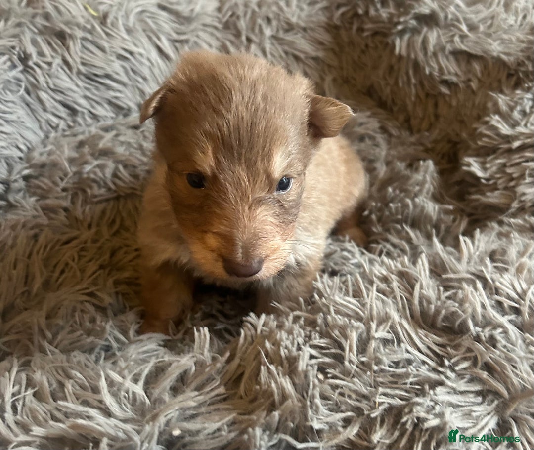 German Shepherd dogs for sale: Isabella German shepherd puppies - Image 3