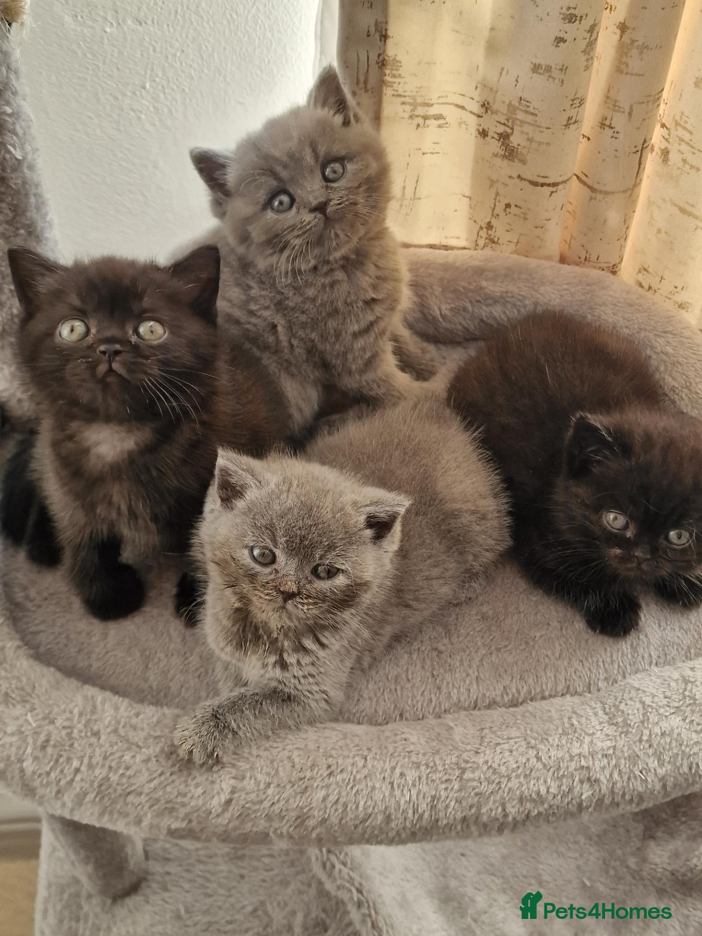 British Shorthair cats 2 kittens blue & 2 chocolate dark  - Advert 2