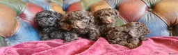 Toy Poodle dogs for sale: Gorgeous toy poodle pupps.health tested parents  - Advert 6