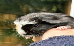 Guinea Pig rodents for sale: Lovely piggies, sheltie, Rex and Peruvian  - Image 6