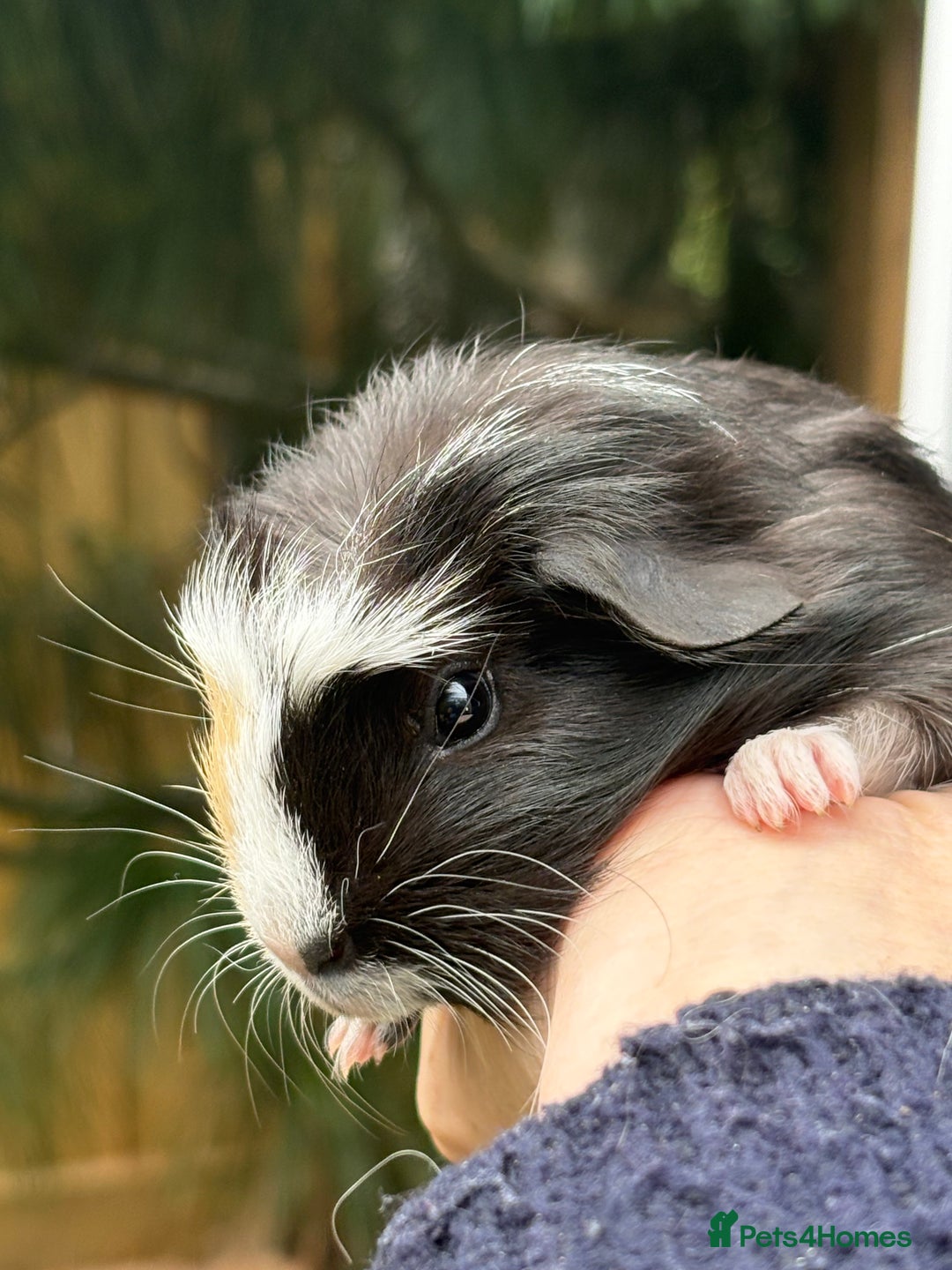Guinea Pig rodents for sale: Lovely piggies, sheltie, Rex and Peruvian  - Image 6