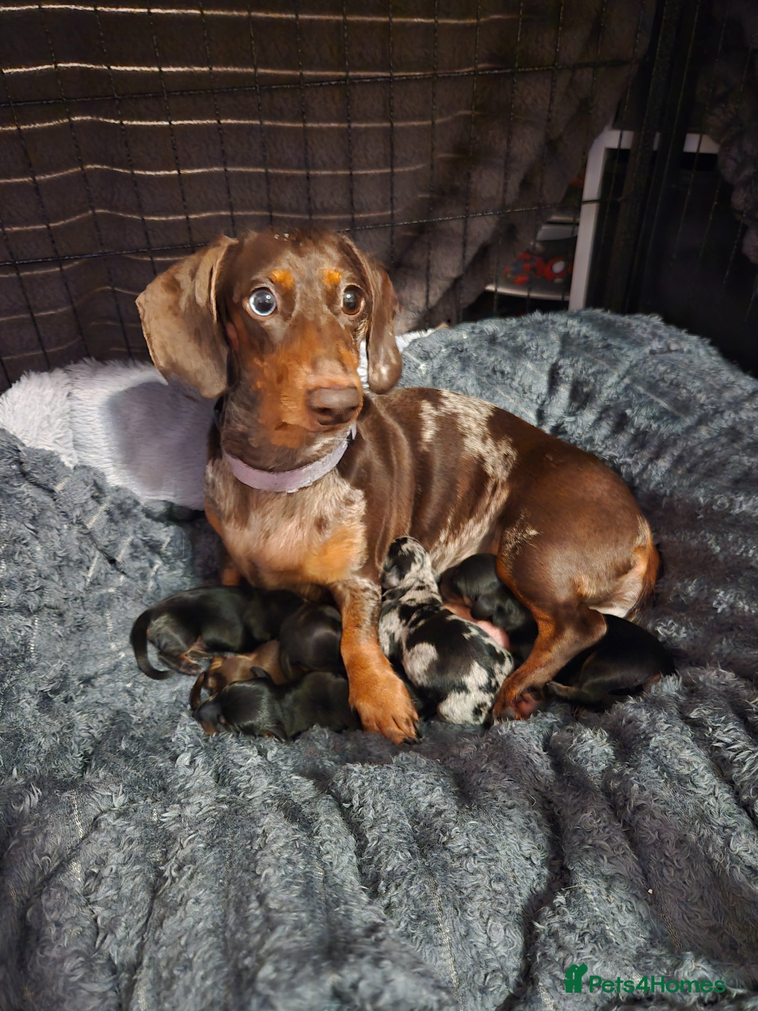 Miniature Dachshund dogs Miniture dashchounds - Advert 16