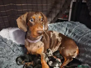 Miniature Dachshund dogs Miniture dashchounds - Advert 16