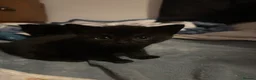 Mixed Breed cats for sale: two full black beautiful babies for sale  - Advert 8