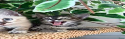 Bengal cats for sale: Bengal cross kittens - Advert 5