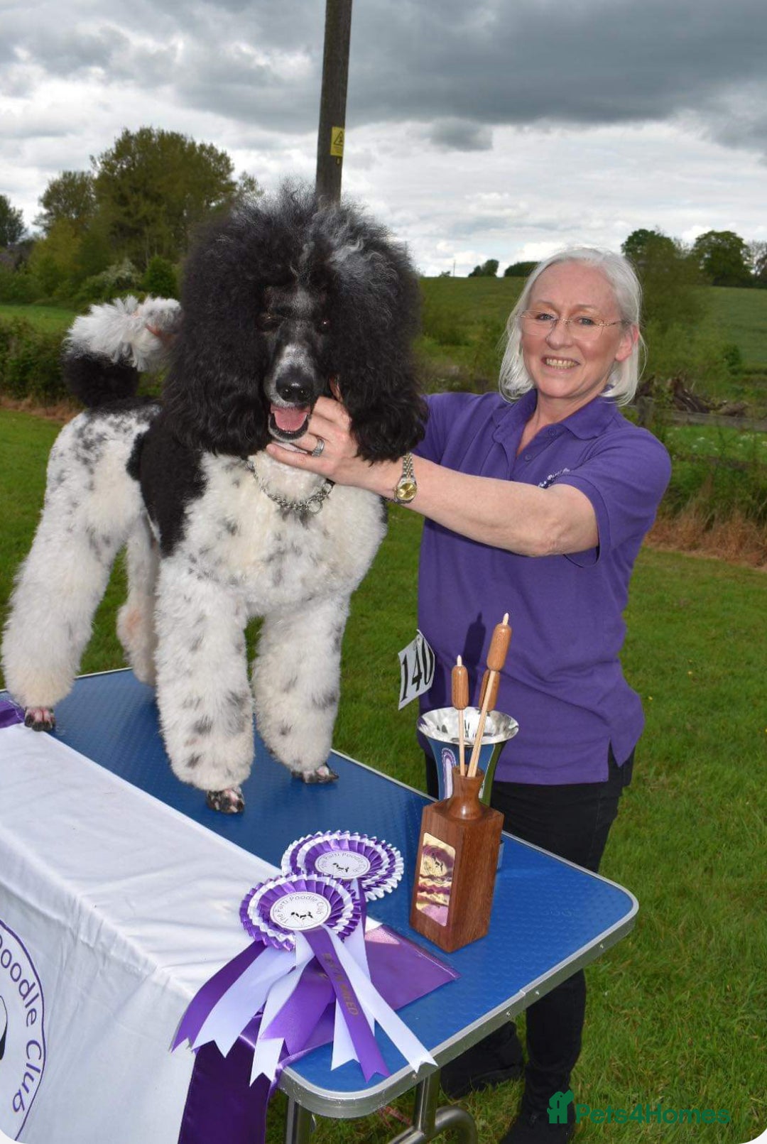 Standard Poodle dogs for sale: Exceptional Standard Parti Poodle puppies due  - Advert 3