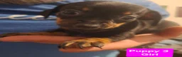 Chiweenie dogs for sale: 5 Chiweenies for Sale  - Advert 12