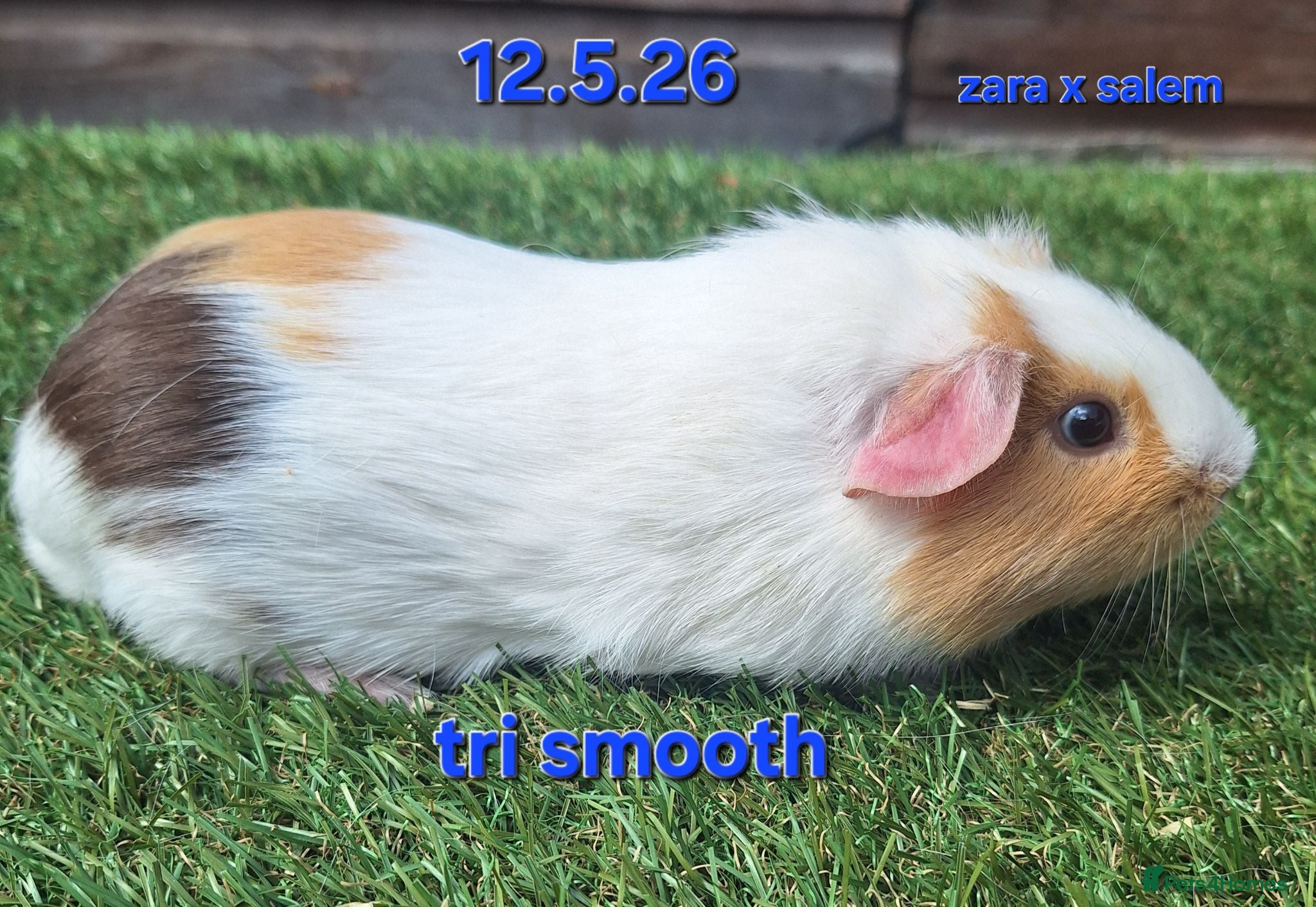 Guinea Pig rodents Fluffy baby boy male guinea pigs - Advert 11