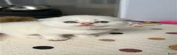 Scottish Fold cats for sale: Four Little Snowflakes with Unreal Blue Eyes  - Advert 6