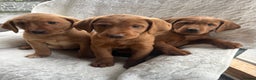 Labrador Retriever dogs for sale: KC Registered Fox Red Labrador puppies - Advert 1