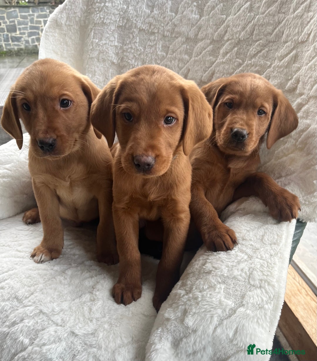 Labrador Retriever dogs for sale: KC Registered Fox Red Labrador puppies - Advert 1