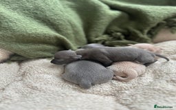 Italian Greyhound dogs for sale: Beautiful Italian greyhounds - Polish Bloodlines - Image 21