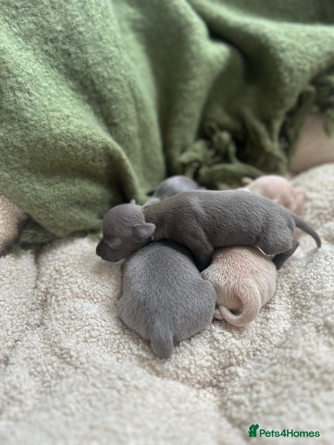 Italian Greyhound dogs for sale: Beautiful Italian greyhounds - Polish Bloodlines - Image 21