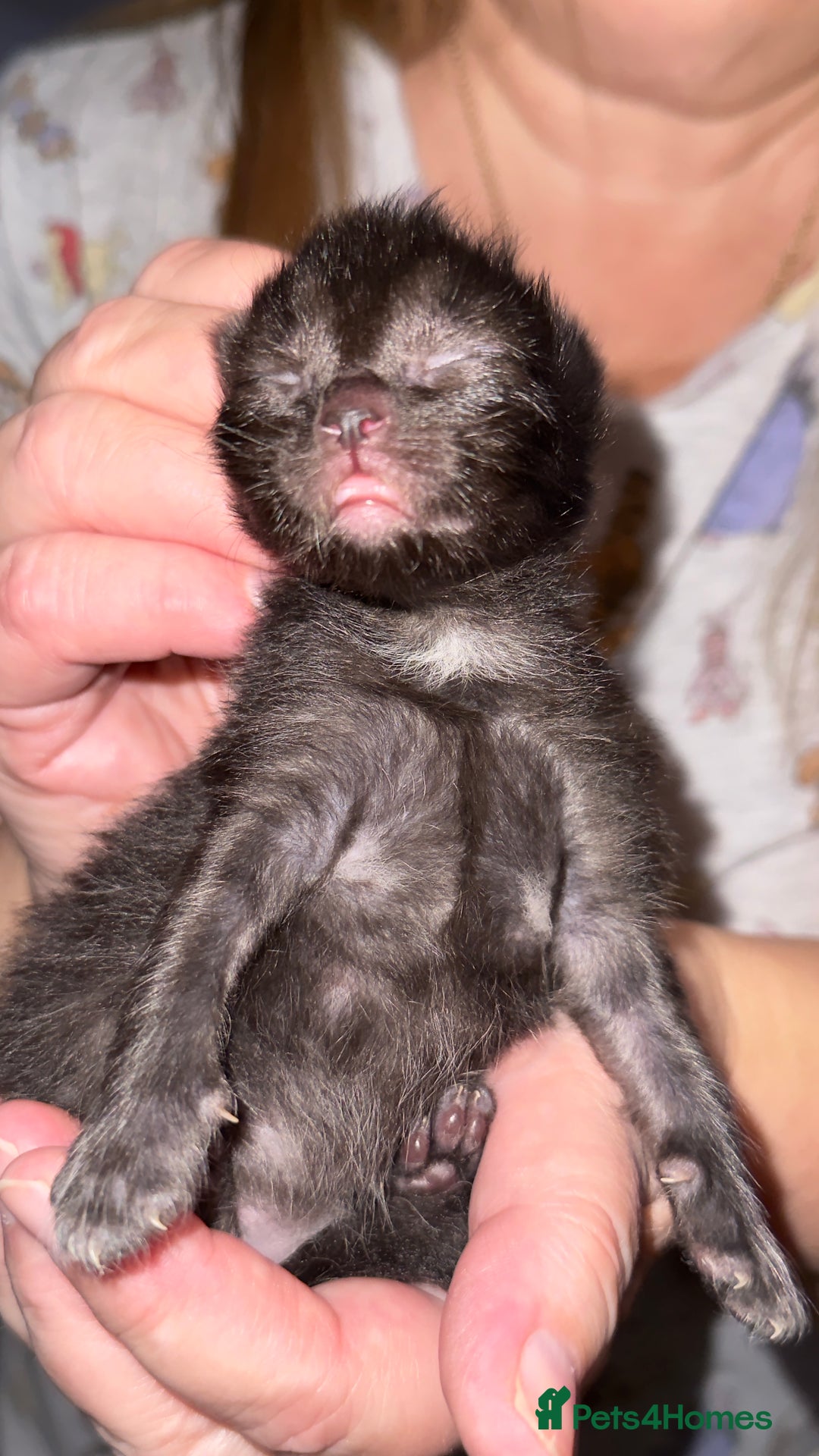Ragdoll cats for sale: Gorgeous Ragdoll Cross Kittens - Image 5