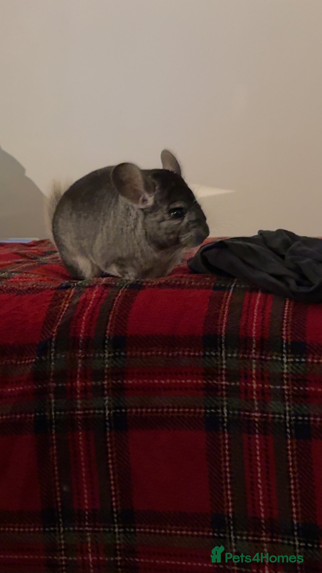 Chinchilla rodents for sale: Male chinchillas for sale (bonded  - Advert 7