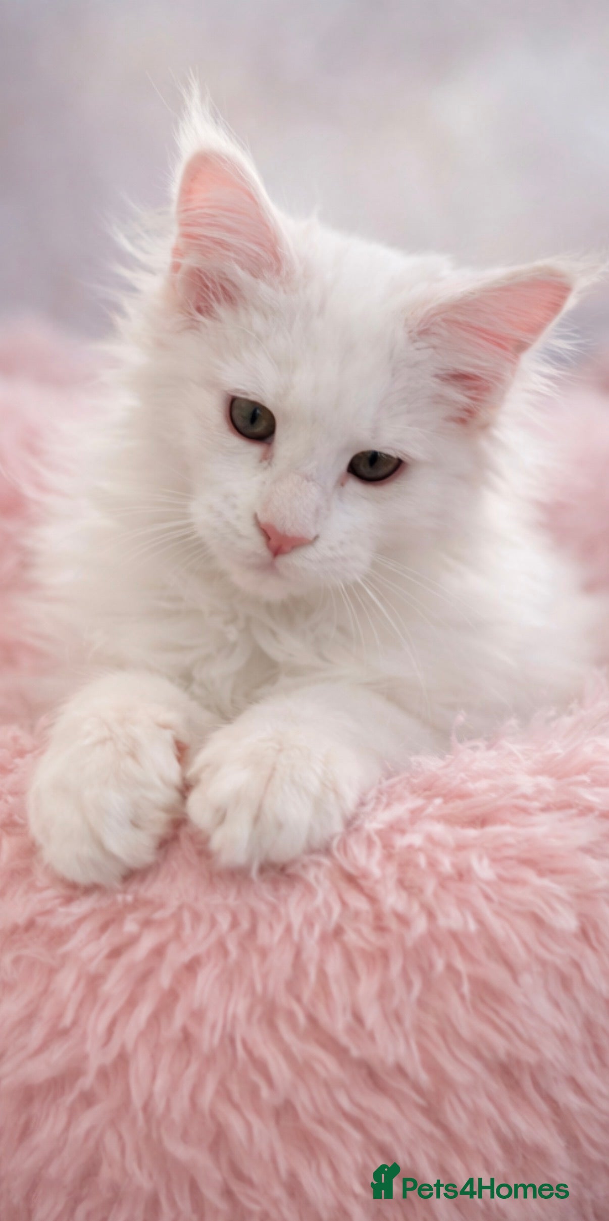 Maine Coon cats  SEVERAL LITTERS AVAILABLE  - Advert 1