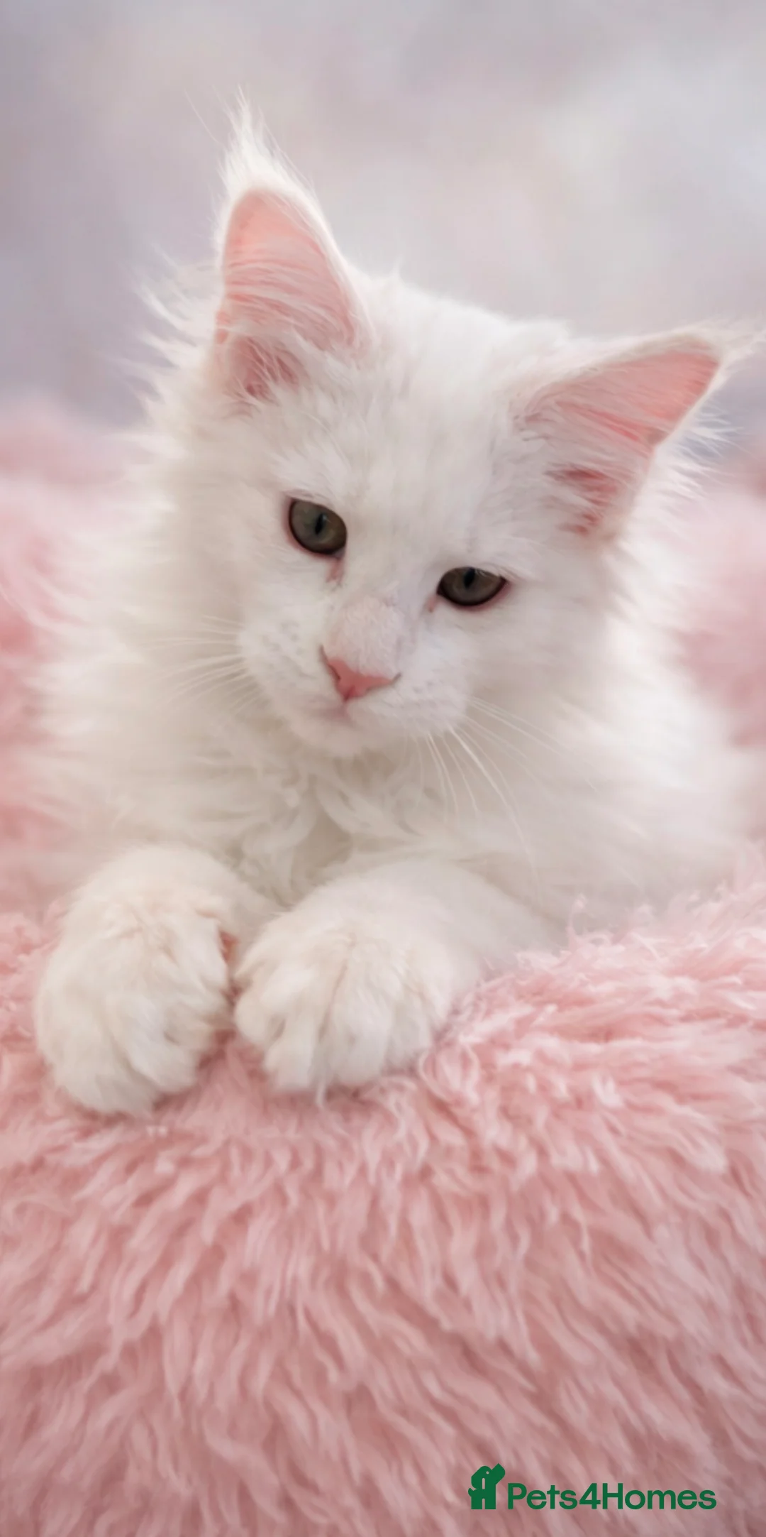 Maine Coon cats for sale:  SEVERAL LITTERS AVAILABLE  - Advert 1