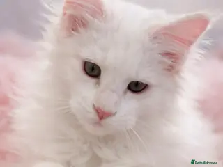 Maine Coon cats SEVERAL LITTERS AVAILABLE - Advert 9