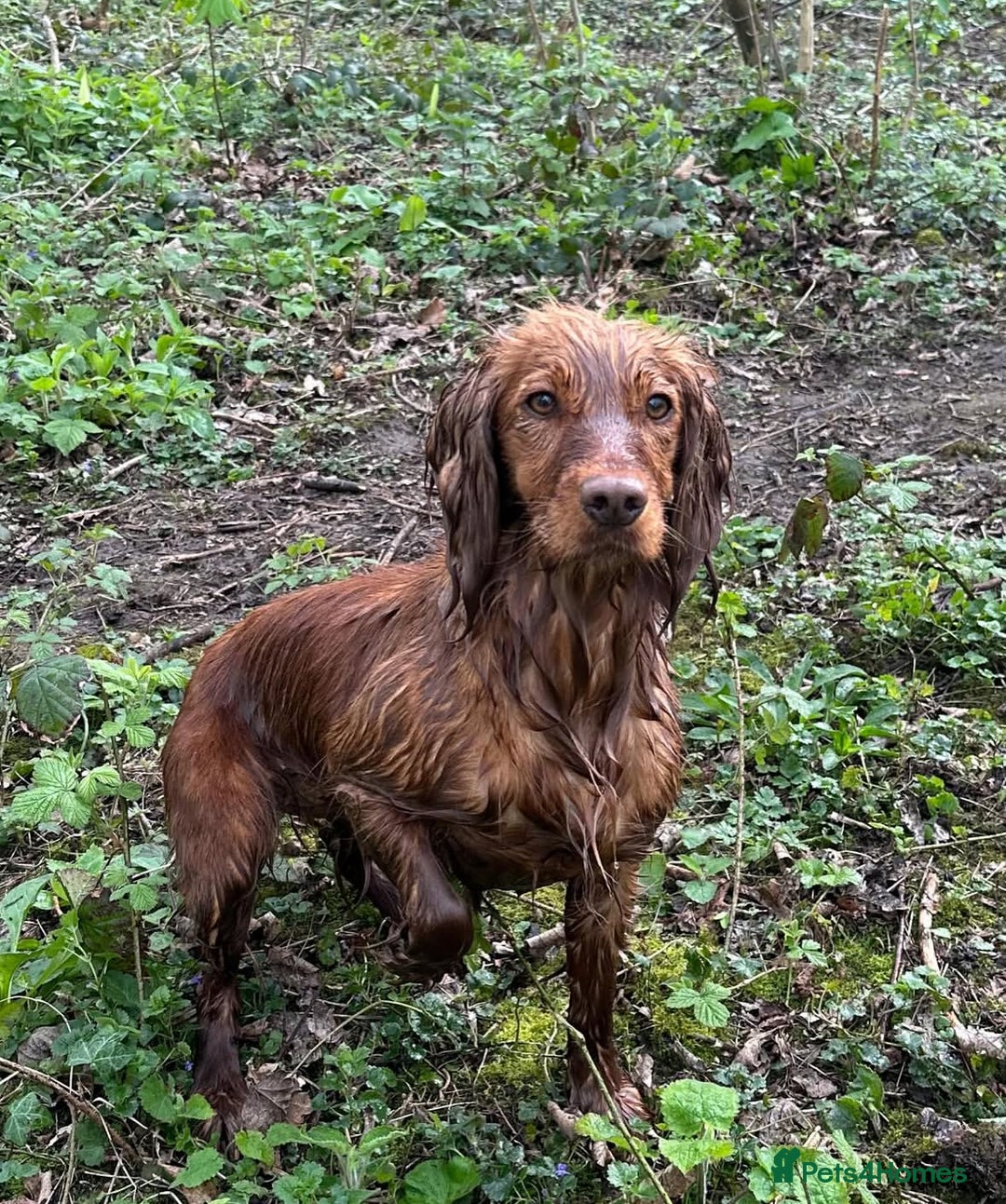 Cocker Spaniel dogs for sale: Gorgeous working cocker spaniels  - Image 8